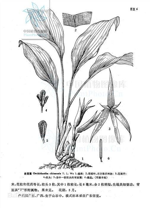 兰花蕉科