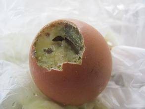 臭蛋（汉语词语）