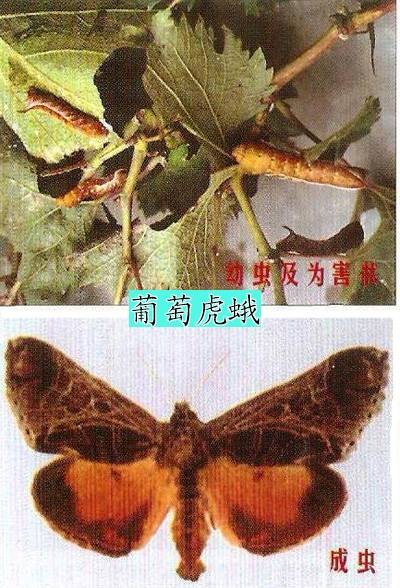 葡萄虎蛾