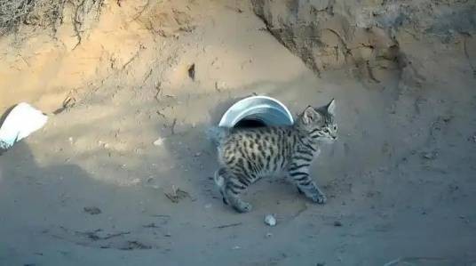 亚洲野猫