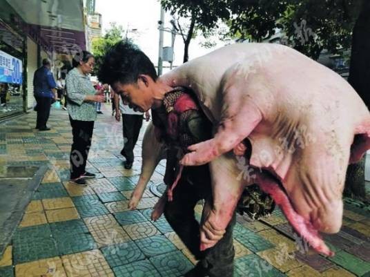 朱启伍
