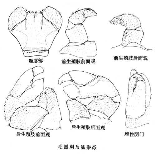毛圆刺马陆