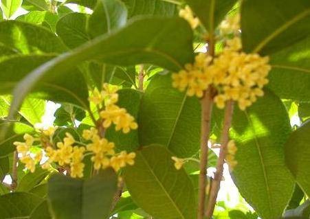 山桂花属
