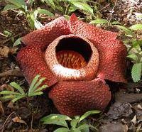 大花草