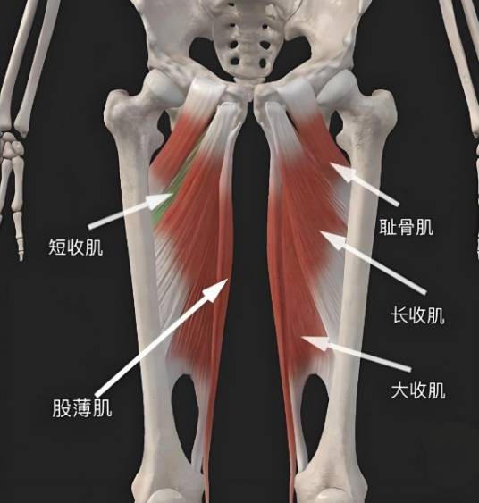 股内收肌群