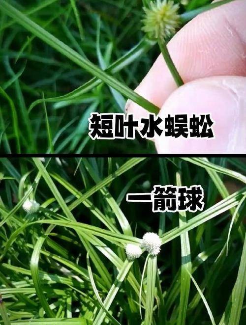 一箭球（一种俗称缘分草的植物）