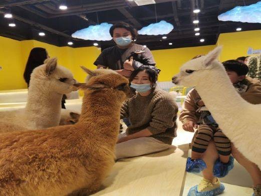 上海神兽羊驼主题馆