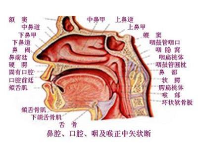 鼻过敏