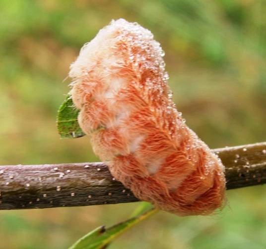 Megalopyge opercularis