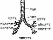 气管受压
