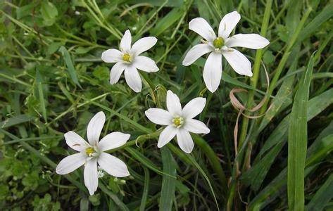 伞花虎眼万年青
