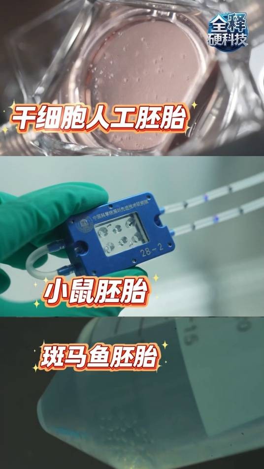 太空胚胎