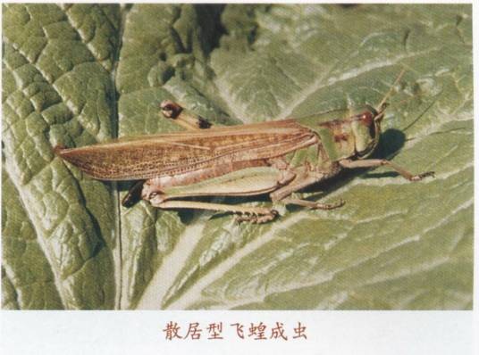 散居型飞蝗