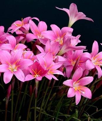 韭菜莲（百合目石蒜科植物）