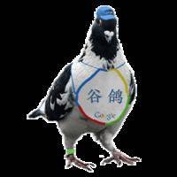 谷鸽鸟看