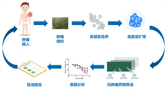HDS肿瘤高通量药敏检测技术