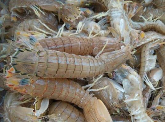 虾不才