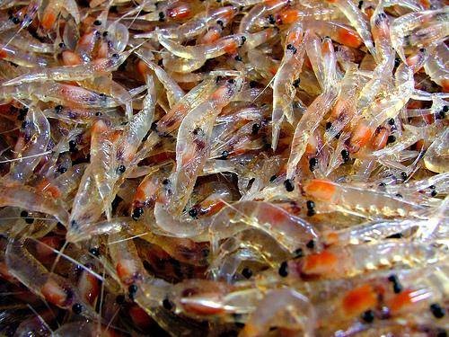 磷虾油