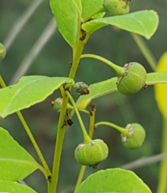 叶底珠（叶下珠科、白饭树属植物）