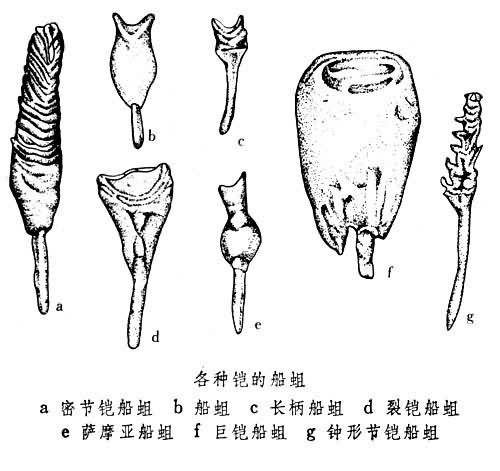 海洋钻孔生物