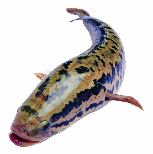 东平湖乌鳢鱼
