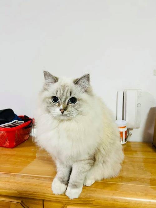 山猫（布偶猫品种中的花纹变种）