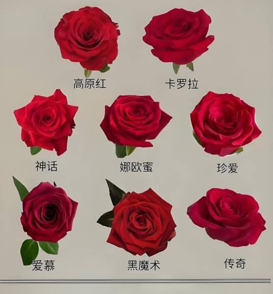 玫瑰特性及品种