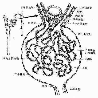 连接复合体