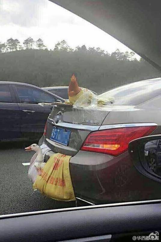 两鸭一鸡