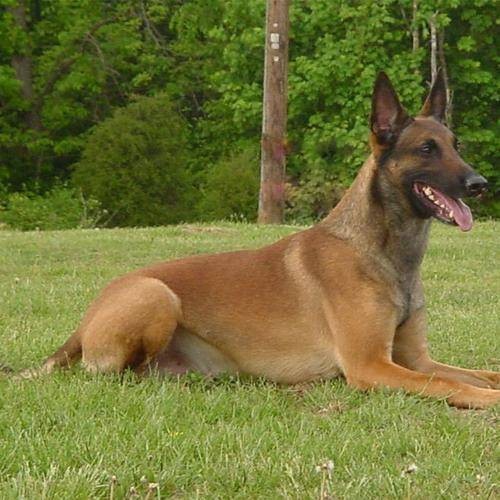 短毛牧羊犬