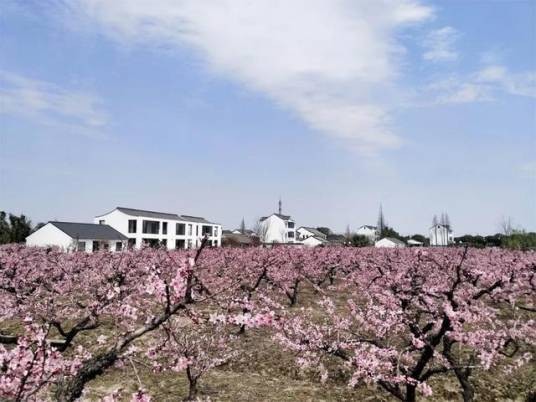 青村镇桃园