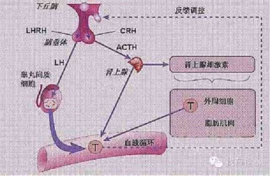 血清睾酮