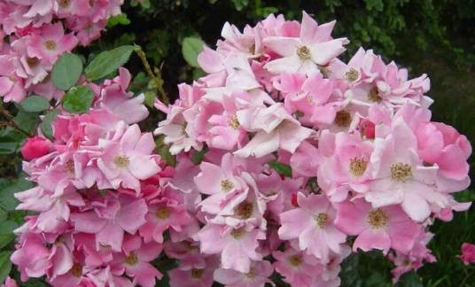 杏花村（蔷薇科蔷薇属丰花月季栽培品种）