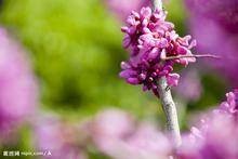 丁香为我送来了芬芳