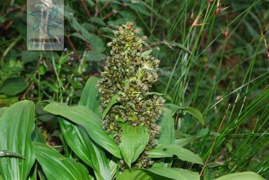 黄秦艽（龙胆科黄秦艽属植物）