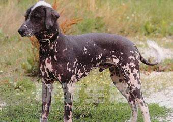 秘鲁印加兰花犬