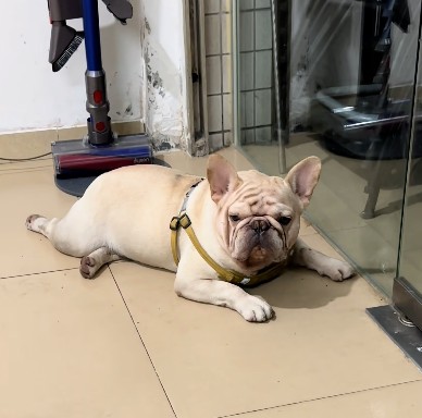狗小白