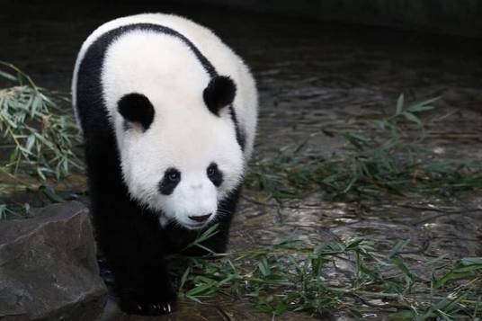 大熊猫云汇