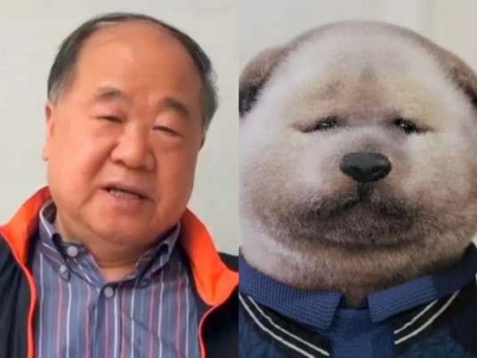 稳重小狗