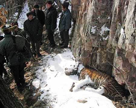东北虎死亡事件