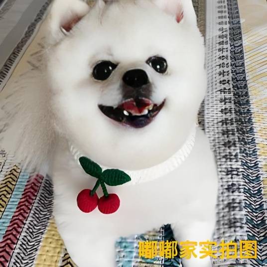 嘟嘟vs球球