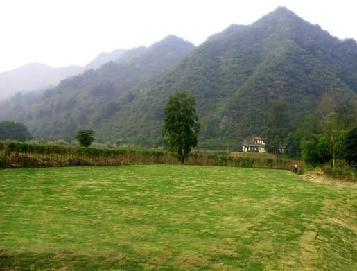 黄山茶林场