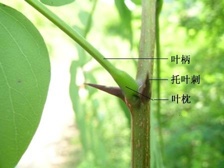 叶枕