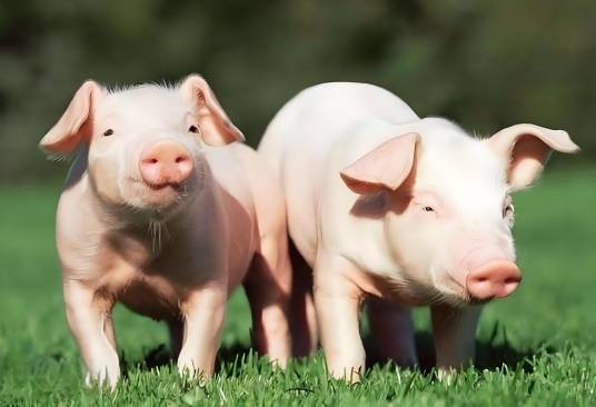 Susscrofa domestica