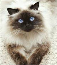 重点色长毛猫