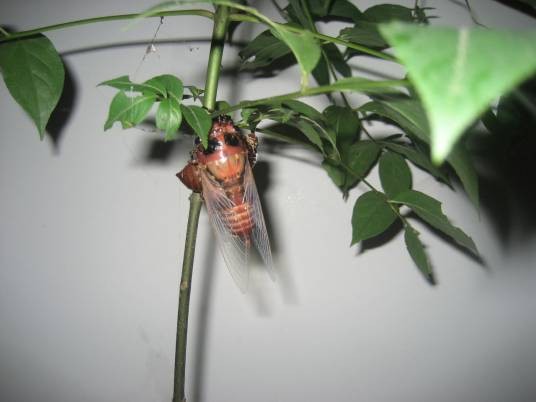 蜕皮（生物学名词及成语）