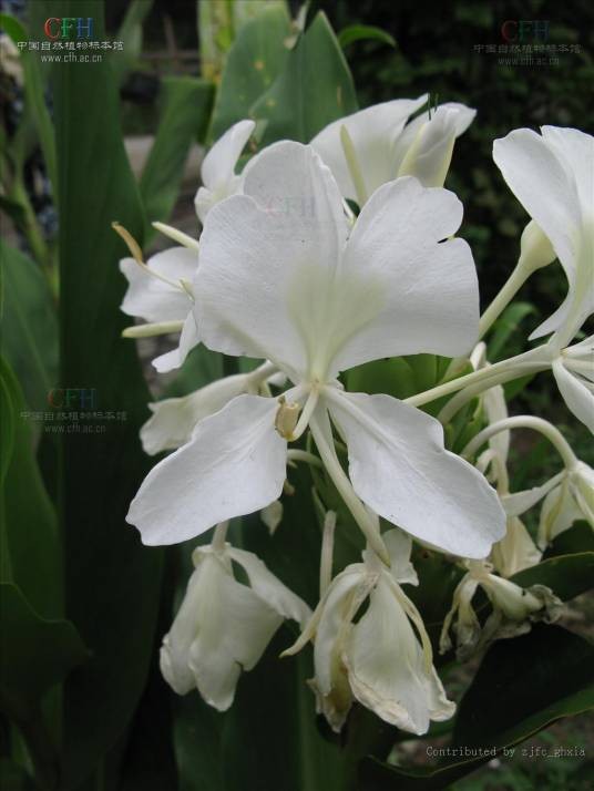 野姜花