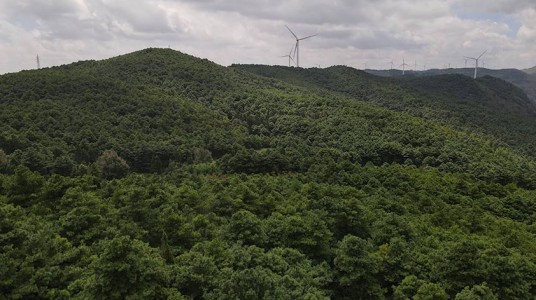花木山林场