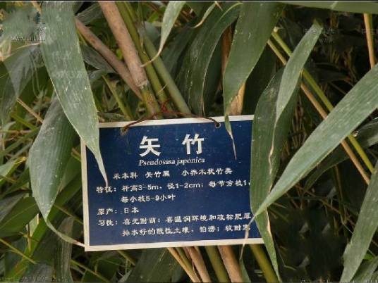 黄山库-矢竹