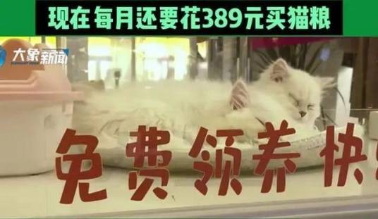猫贷